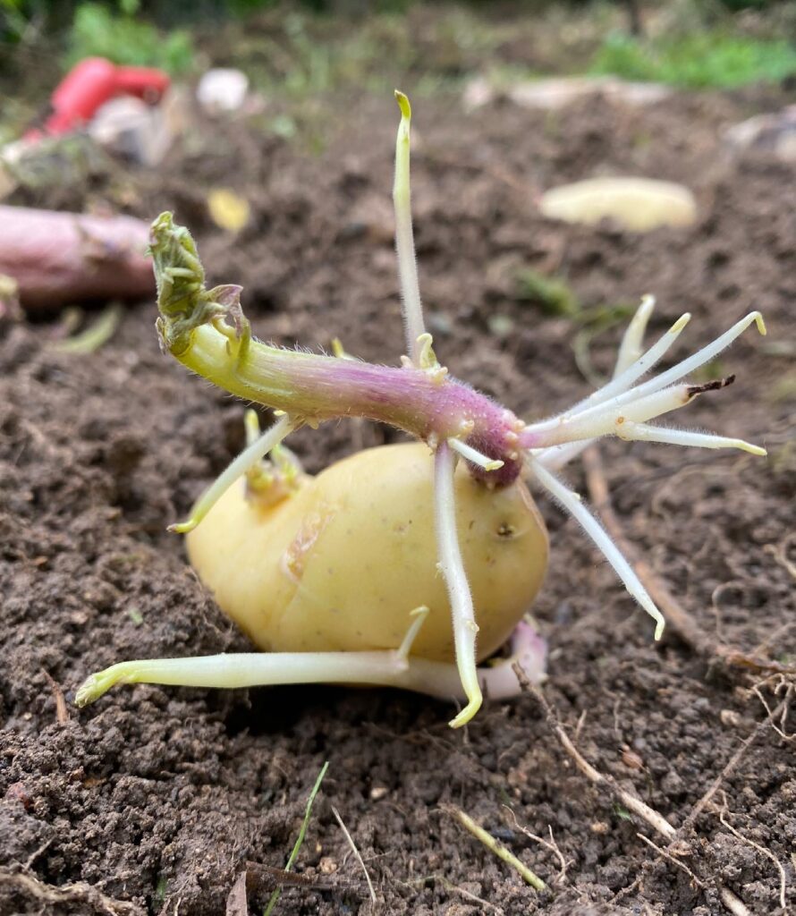 Planter ses patates germées 1 pomme de terre germee