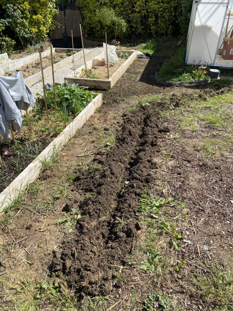 Créer des allées dans son potager 6 IMG 1709