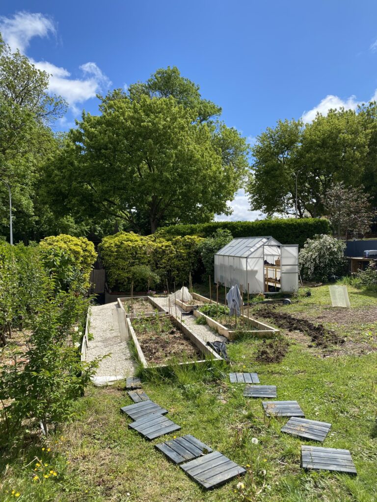Créer des allées dans son potager 3 IMG 1716