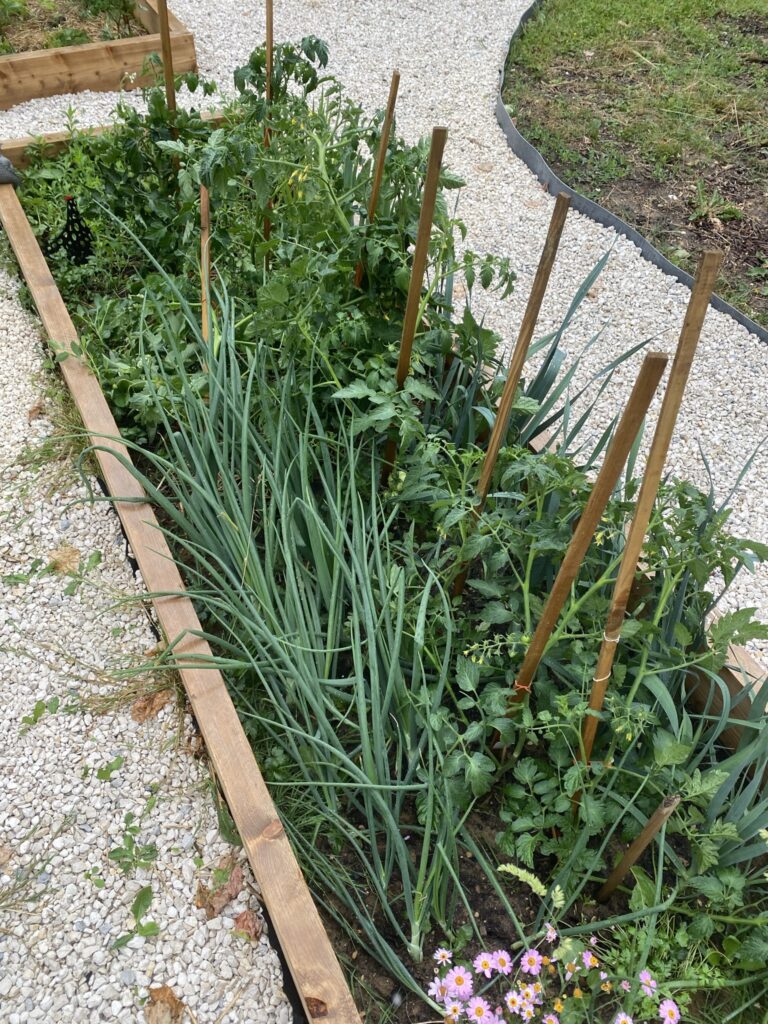 Créer des allées dans son potager 12 IMG 2828