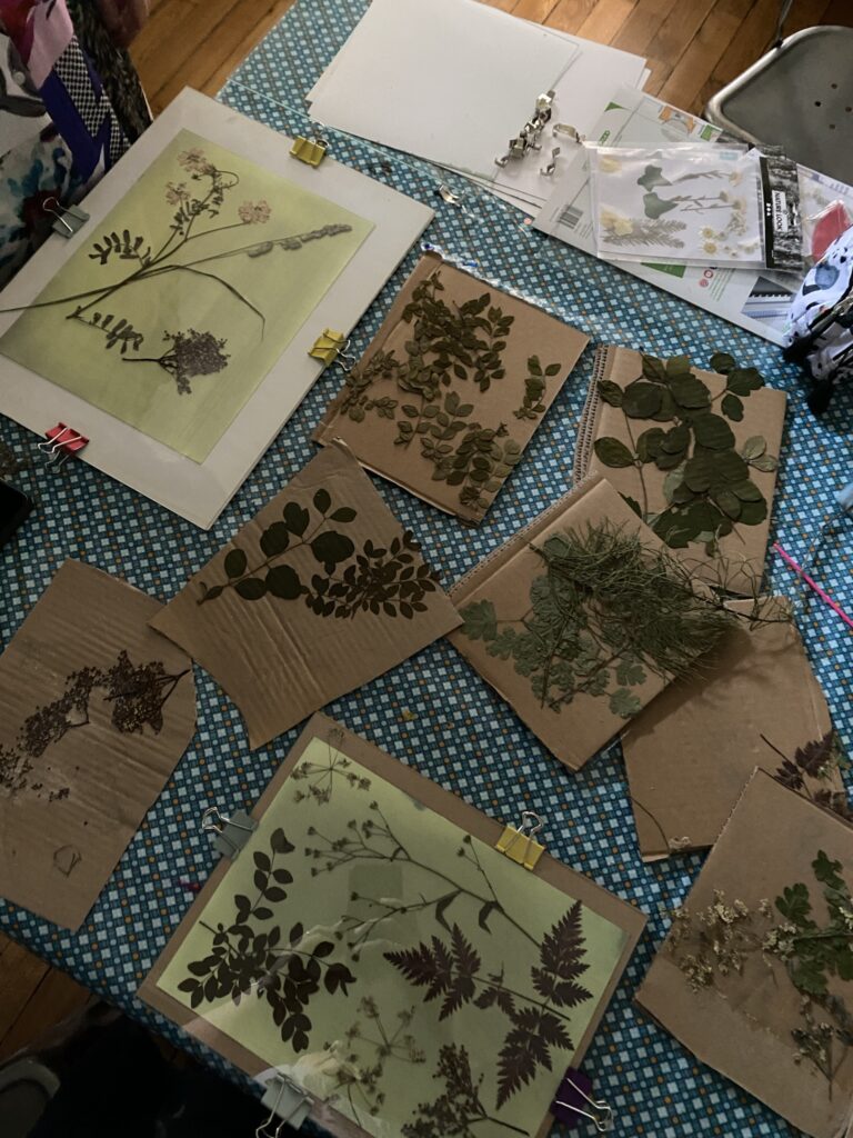 Découvrez la technique du cyanotype 3 IMG 3789