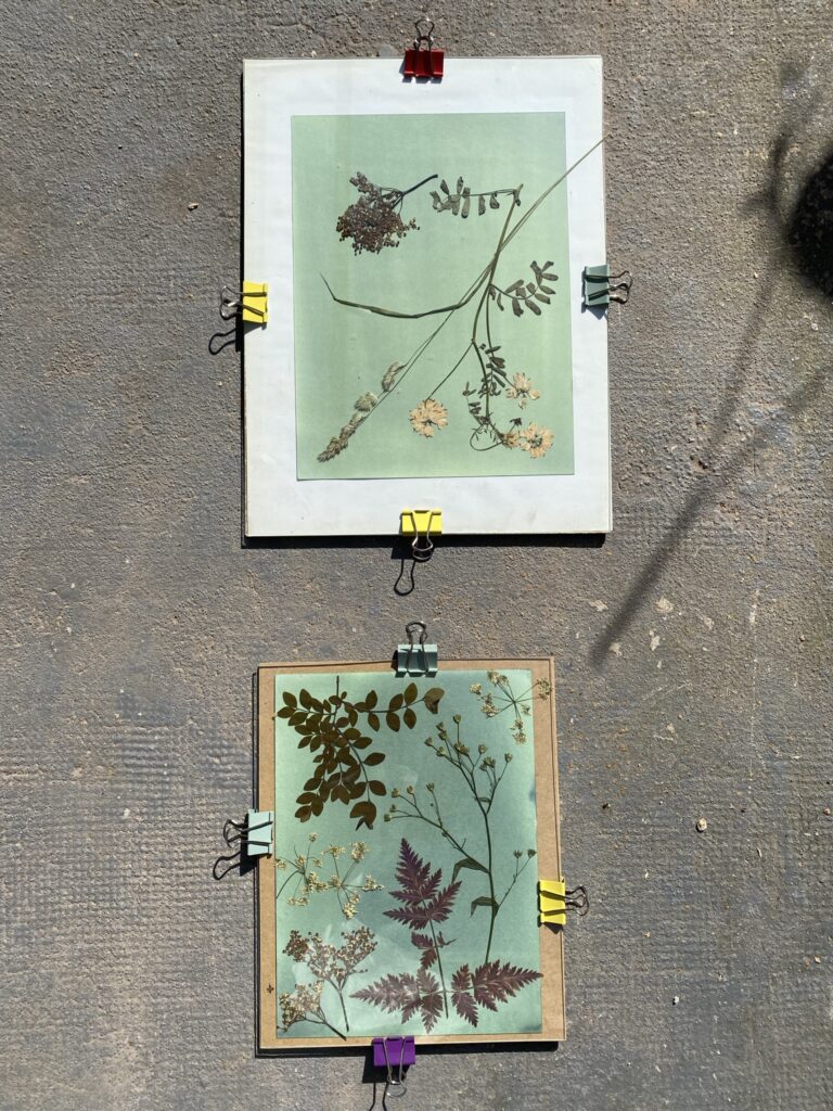 Découvrez la technique du cyanotype 5 IMG 3790