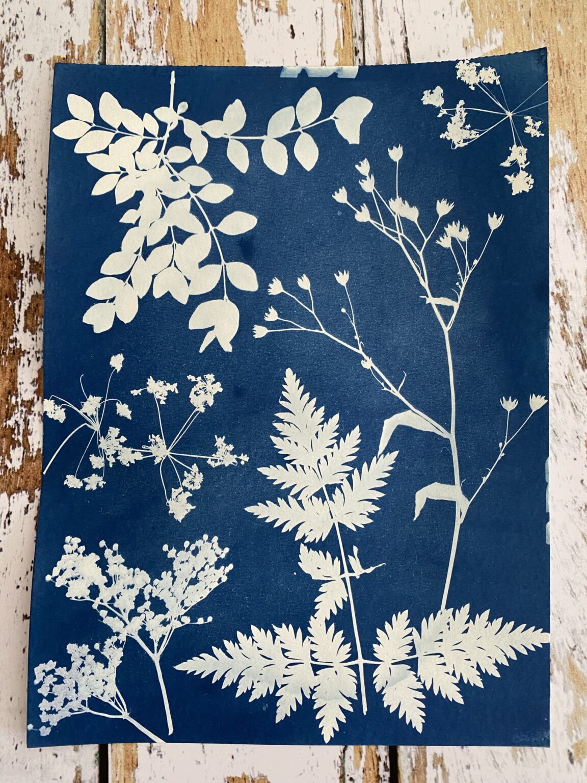 Cyanotype tout savoir pour débuter
