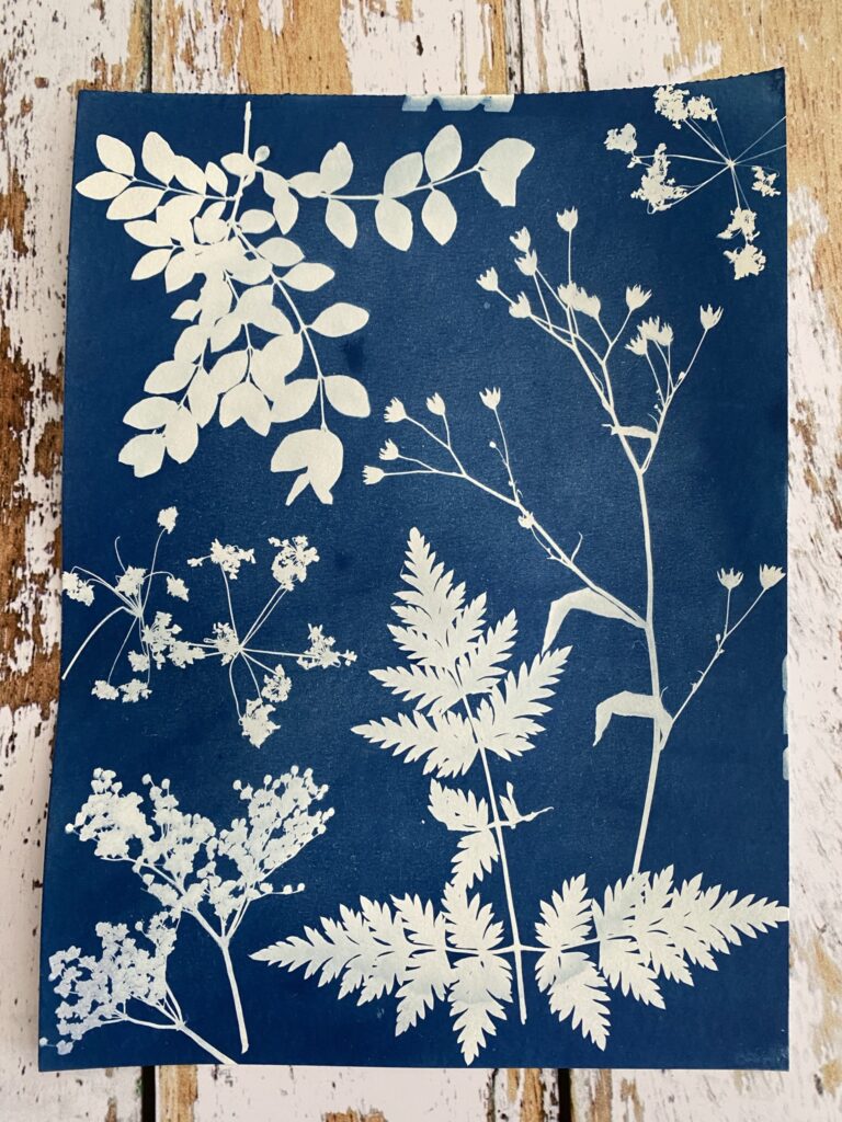 Apprendre une technique photo, le cyanotype 