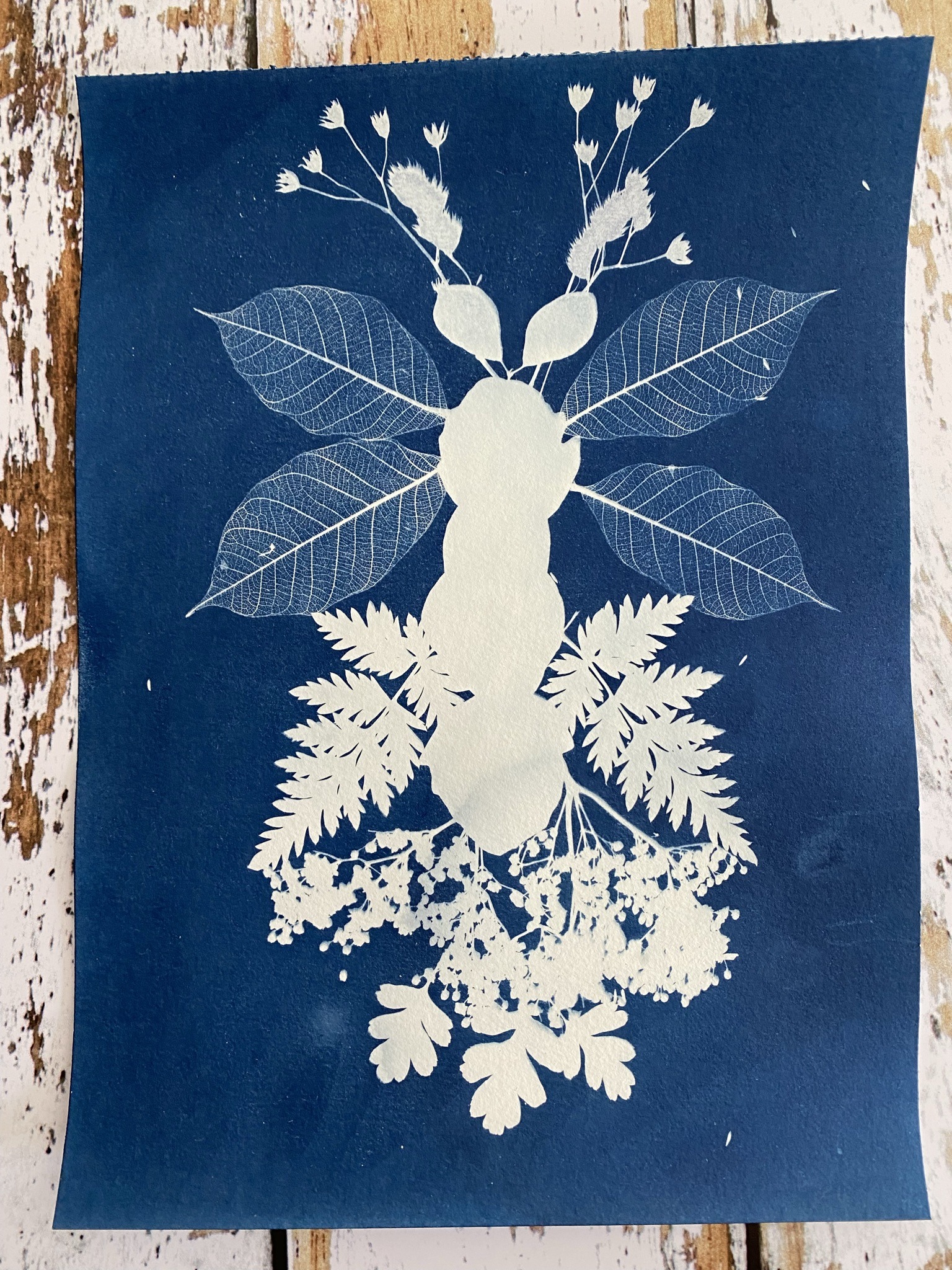 Cyanotype tout savoir pour débuter