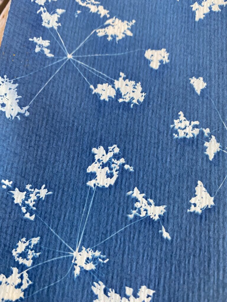 Découvrez la technique du cyanotype 1 IMG 3811