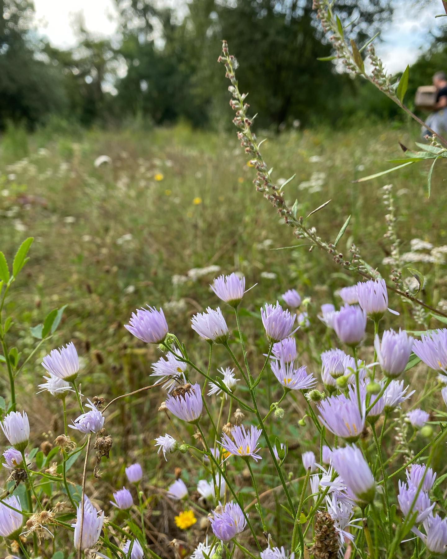 fille de prairie