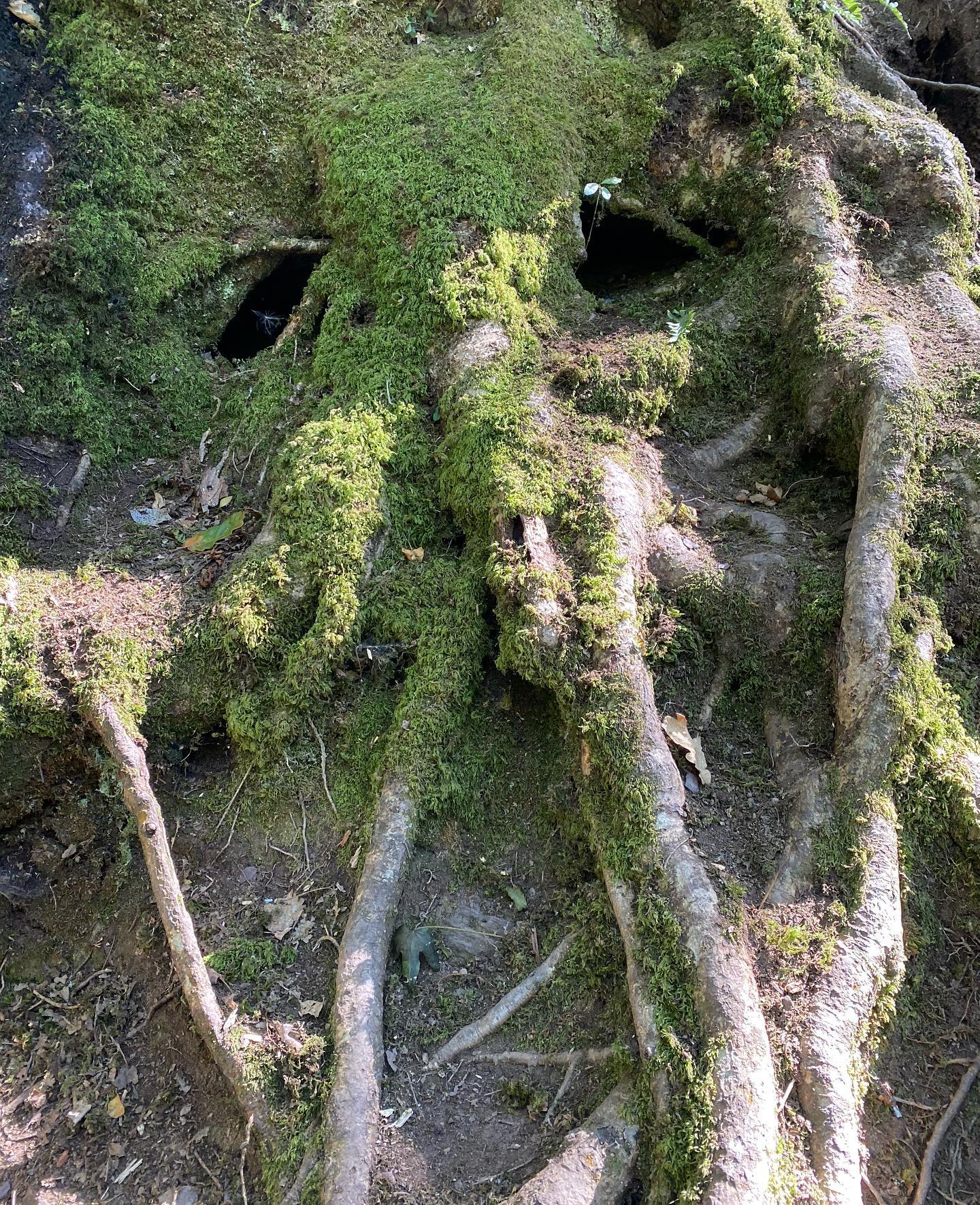 arbre visage dans la forêt de brocéliande