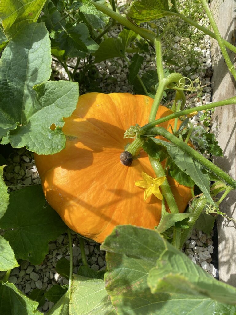 Les récoltes de l'été au potager 13 IMG 4716