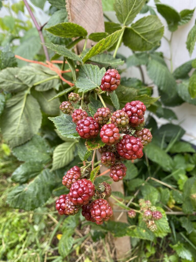 Les récoltes de l'été au potager 9 IMG 4721