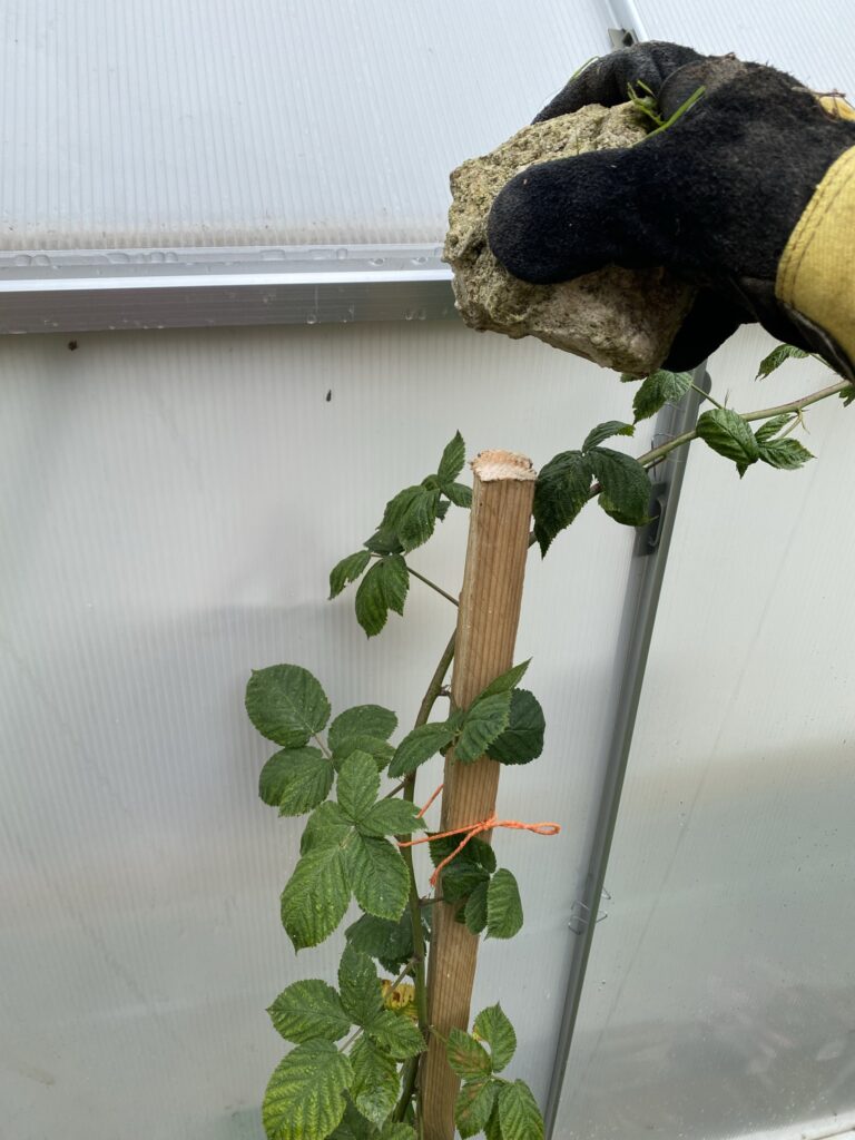 Les récoltes de l'été au potager 10 IMG 4722