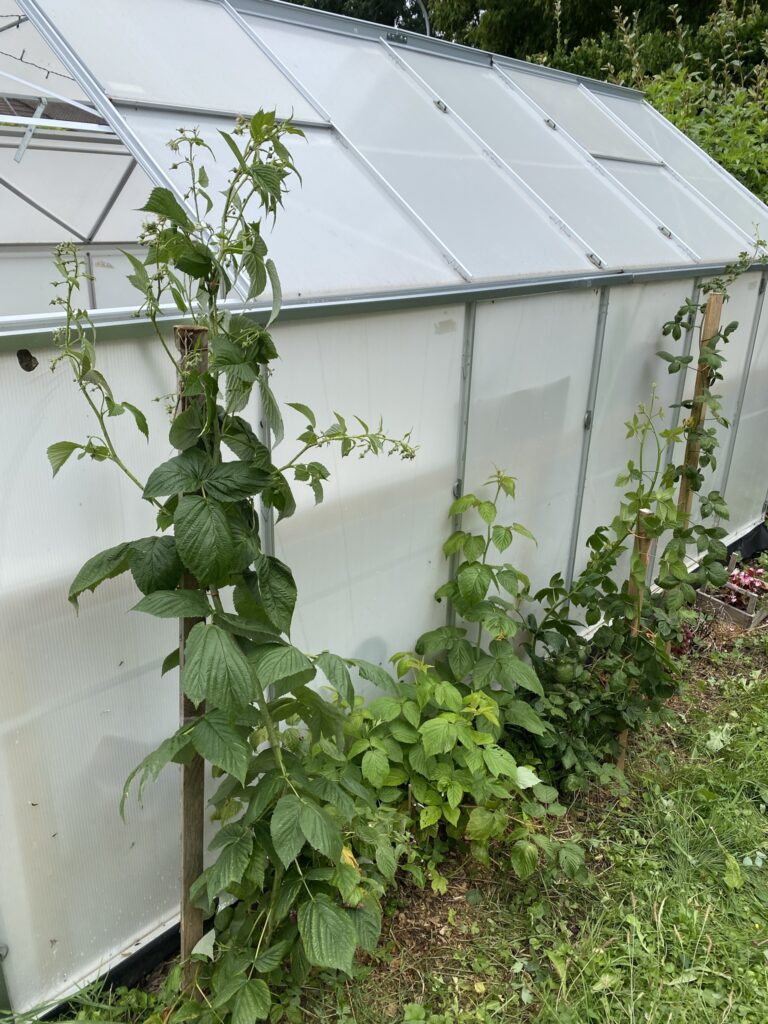 Les récoltes de l'été au potager 8 IMG 4724