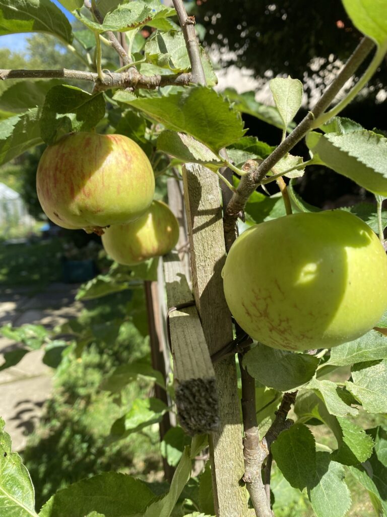 Les récoltes de l'été au potager 12 IMG 4729