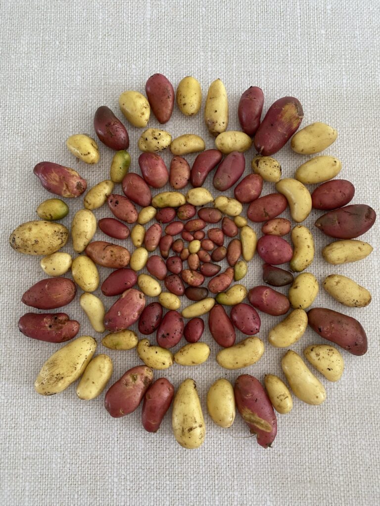 Les récoltes de l'été au potager 7 pomme de terre du potager en été