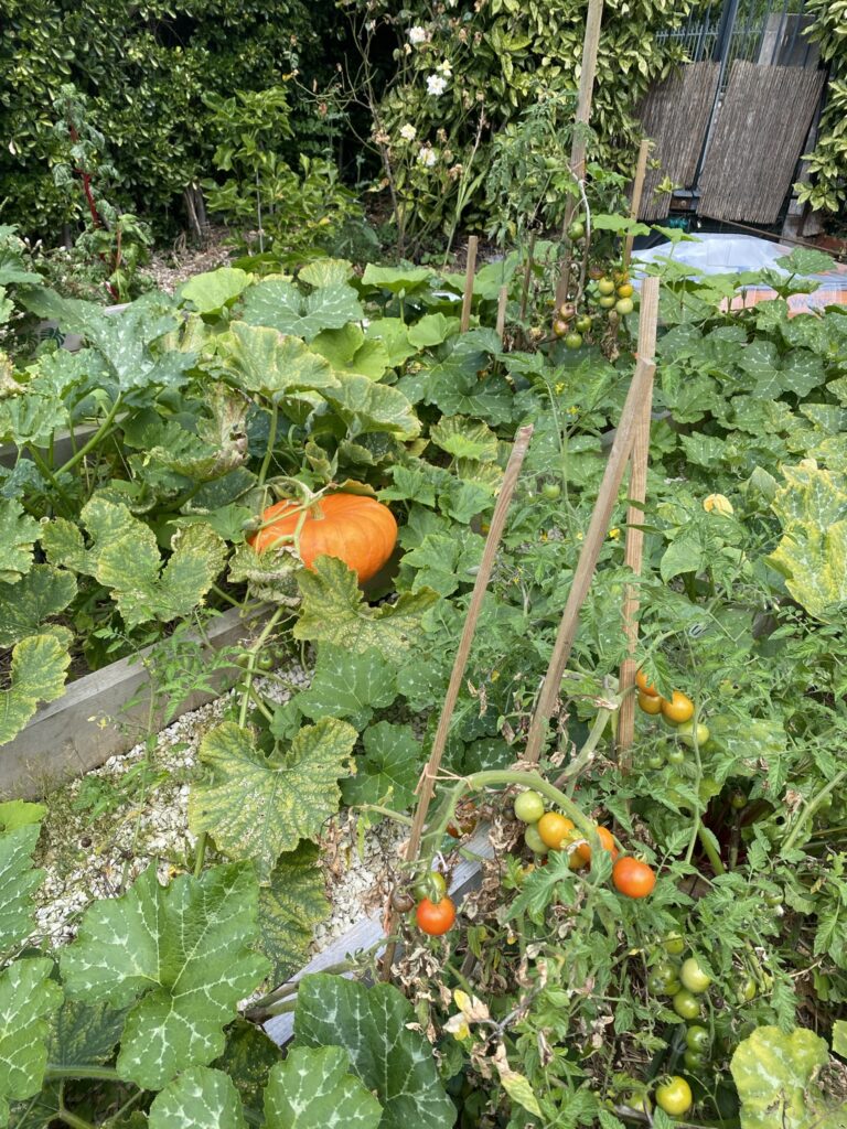 Les récoltes de l'été au potager 14 IMG 5059