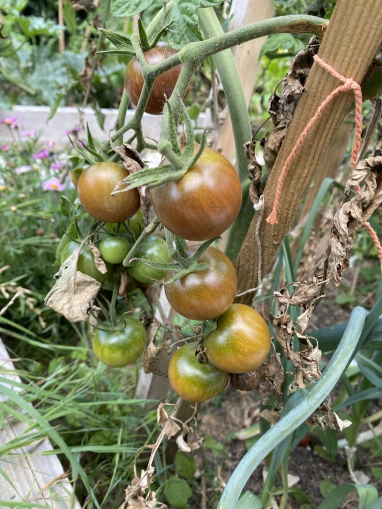 Les récoltes de l'été au potager 4 IMG 5060