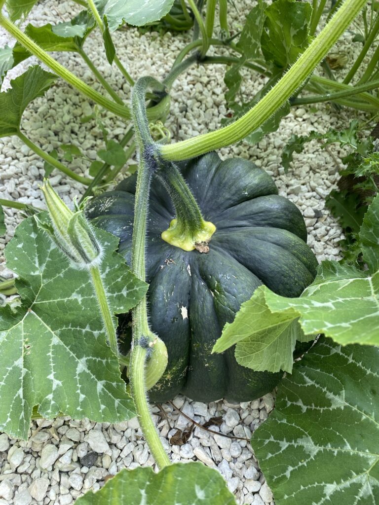 Les récoltes de l'été au potager 16 IMG 5061