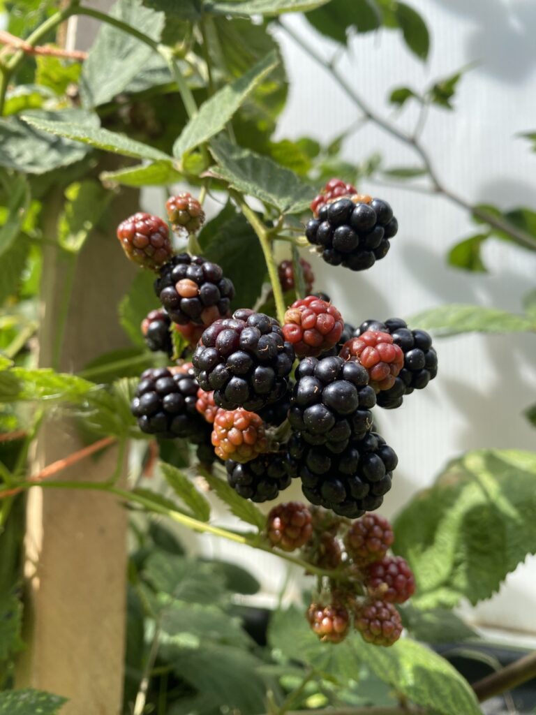 Les récoltes de l'été au potager 11 IMG 5064