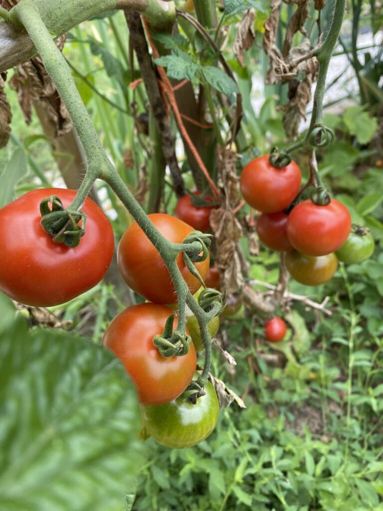 tomate du potager en été