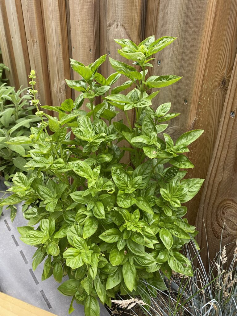 Les récoltes de l'été au potager 19 IMG 5104