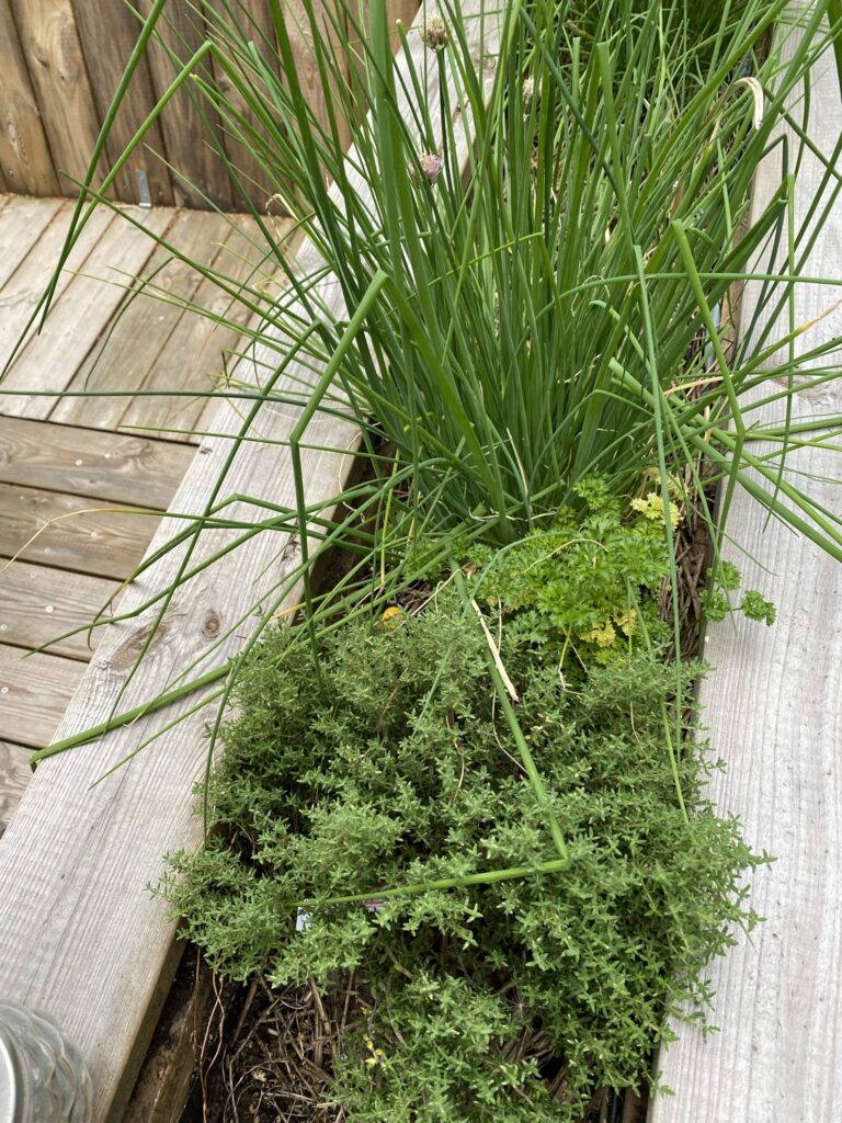 Les récoltes de l'été au potager 20 IMG 5105