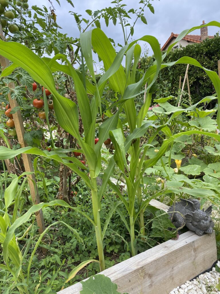 Les récoltes de l'été au potager 26 mais potager débutant