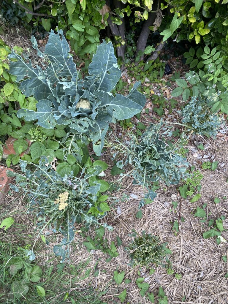 Les récoltes de l'été au potager 22 IMG 5108