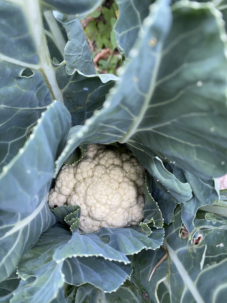 Les récoltes de l'été au potager 23 choux fleur potager amateur