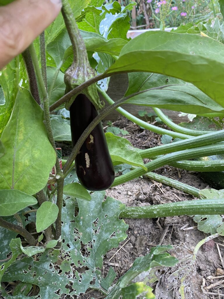 Les récoltes de l'été au potager 27 IMG 5110