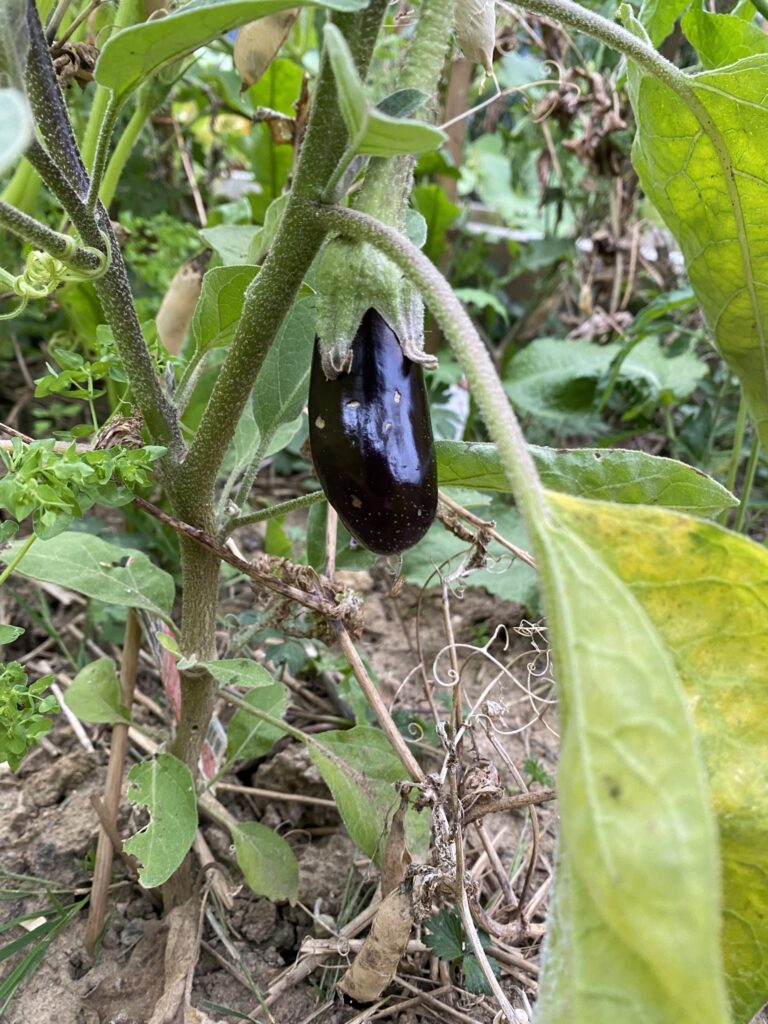 Les récoltes de l'été au potager 28 aubergine potager débutant
