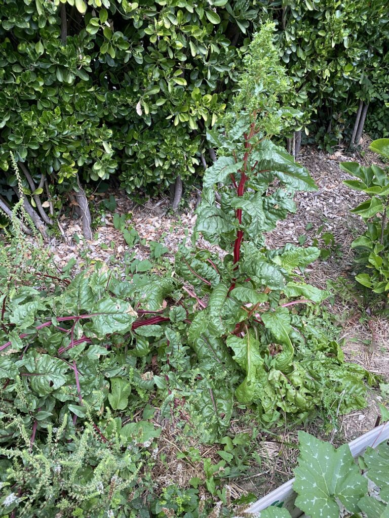 Les récoltes de l'été au potager 24 IMG 5113