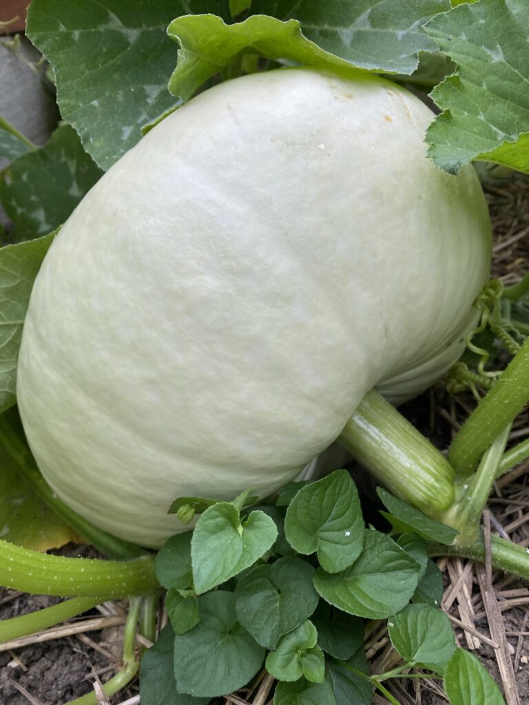 Les récoltes de l'été au potager 15 IMG 5114