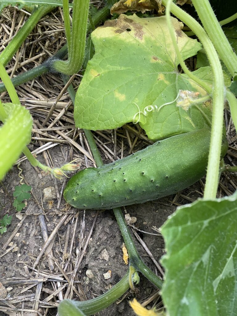 Les récoltes de l'été au potager 3 IMG 5115