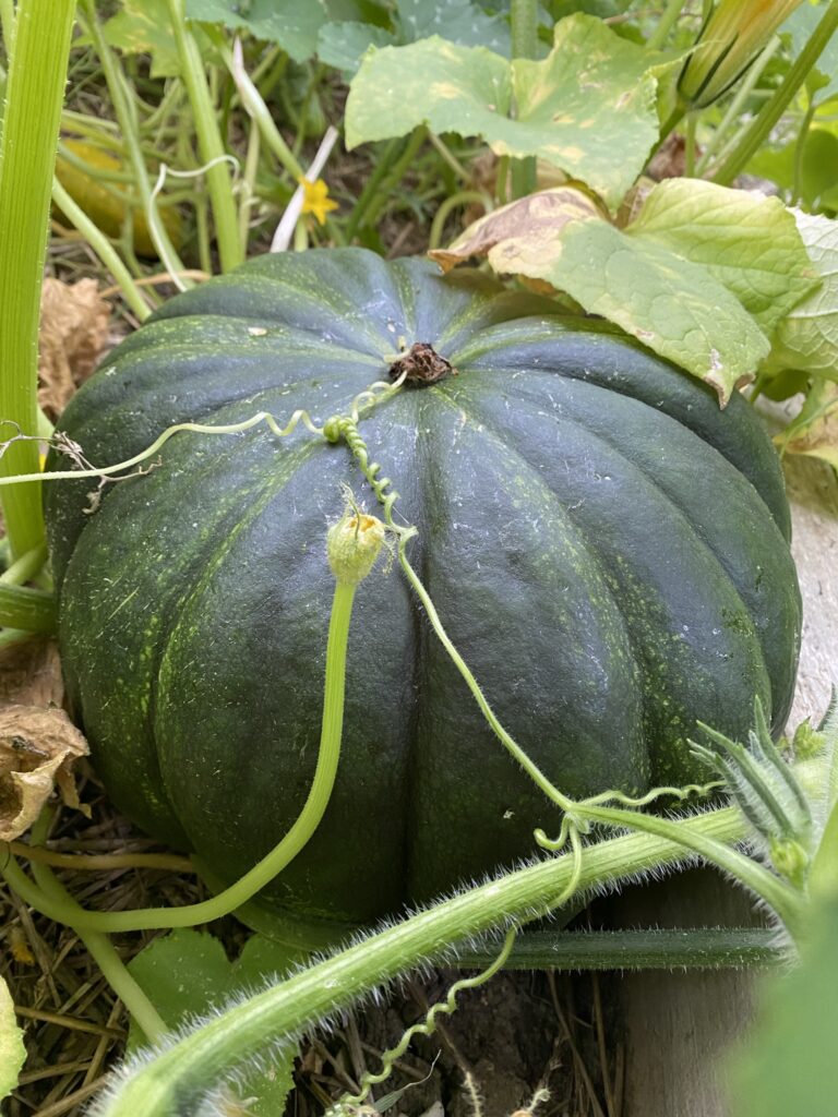 Les récoltes de l'été au potager 17 IMG 5116