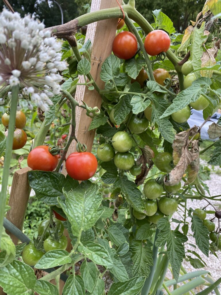 Les récoltes de l'été au potager 30 tomate commencer un potager débutant
