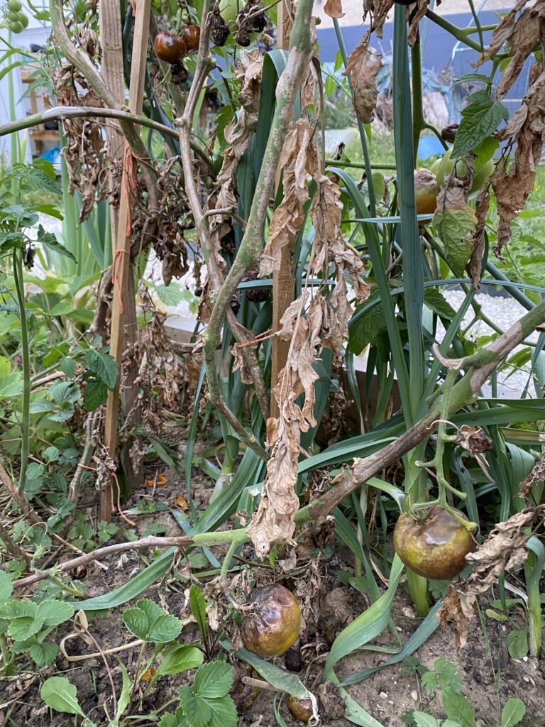 Les récoltes de l'été au potager 29 IMG 5121