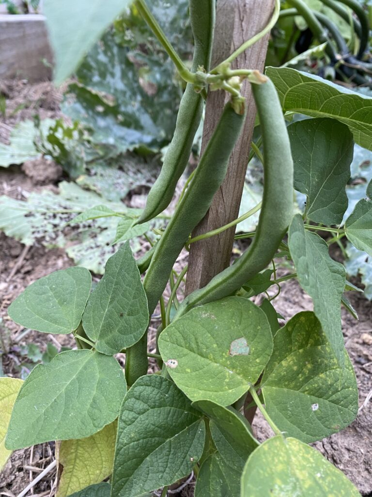 Les récoltes de l'été au potager 25 haricot du jardin