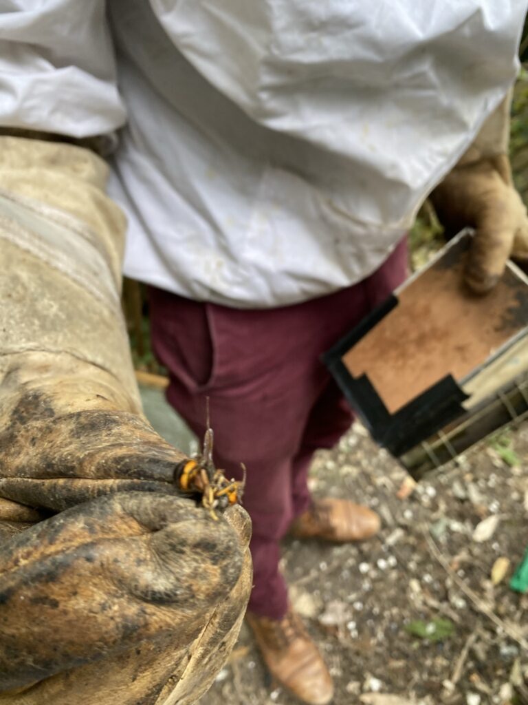 Atelier découvert de l'apiculture urbaine 11 frelon asiatique