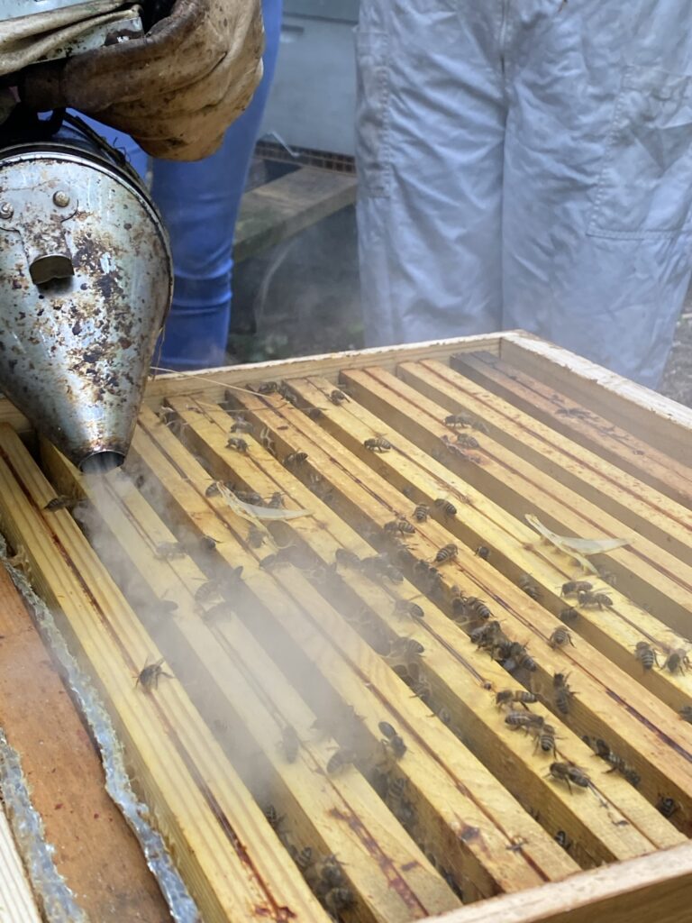 Atelier découvert de l'apiculture urbaine 6 enfumage des ruches