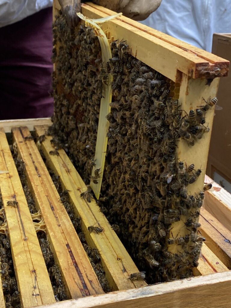 Atelier découvert de l'apiculture urbaine 8 IMG 5608