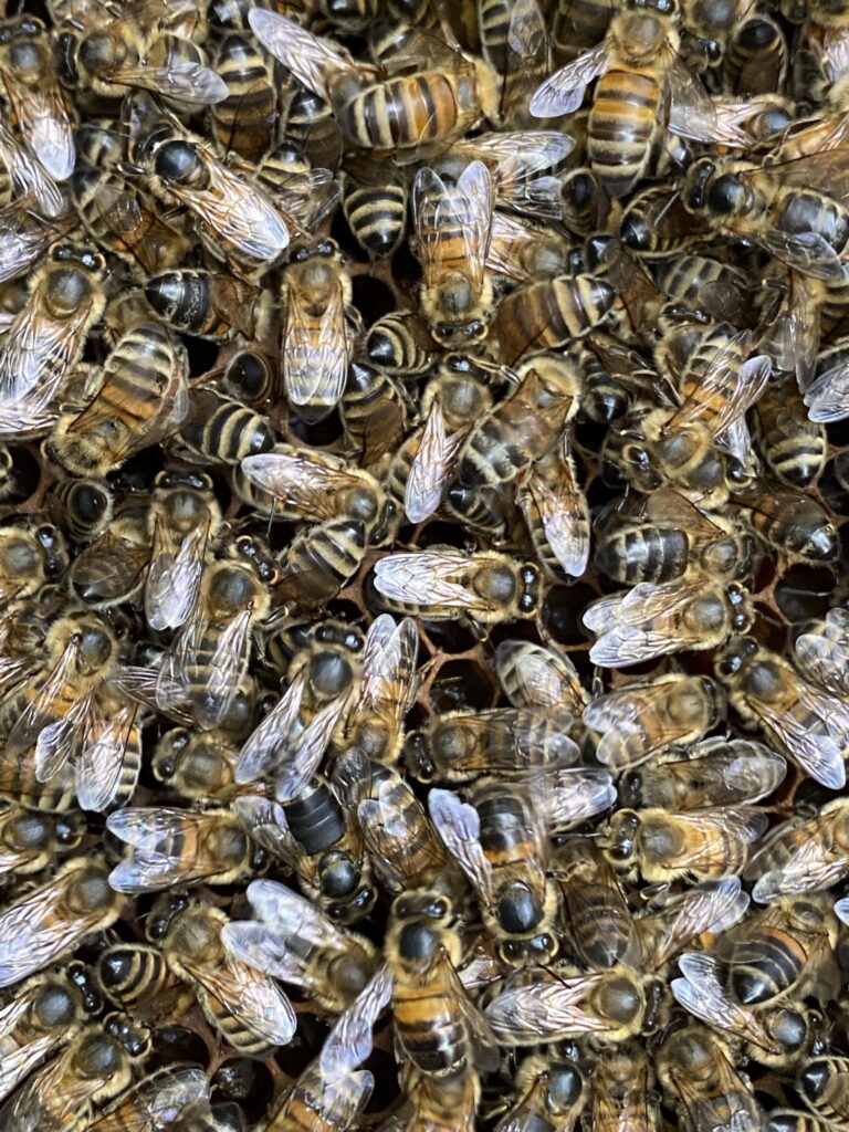 Atelier découvert de l'apiculture urbaine 13 IMG 5613