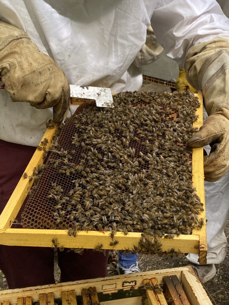 Atelier découvert de l'apiculture urbaine 12 IMG 5615