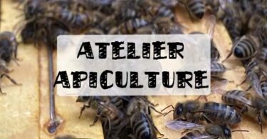 atelier apiculture montreuil