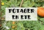 quel potager en été