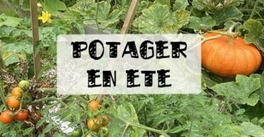 quel potager en été