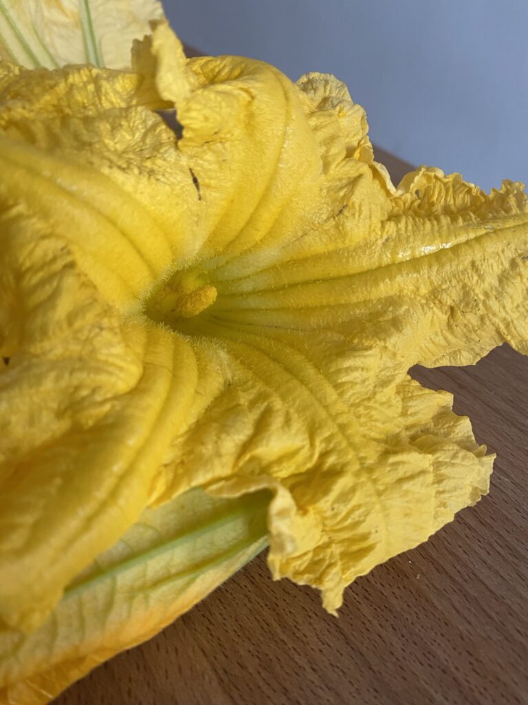Beignets de fleurs de courge 2 IMG 6069