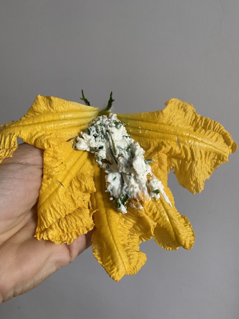 Beignets de fleurs de courge 5 IMG 6072