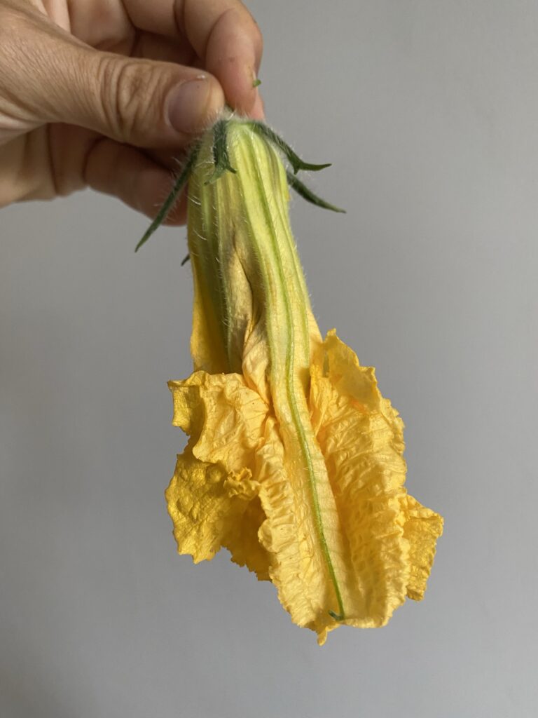 Beignets de fleurs de courge 8 IMG 6074