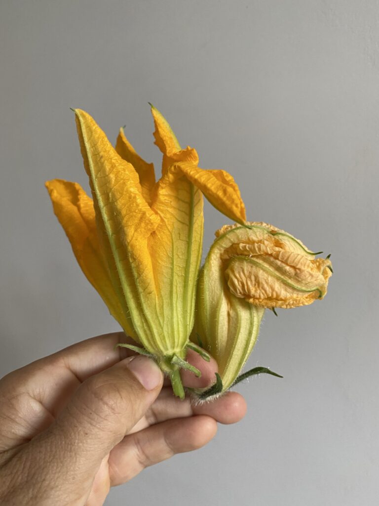 Beignets de fleurs de courge 9 IMG 6076