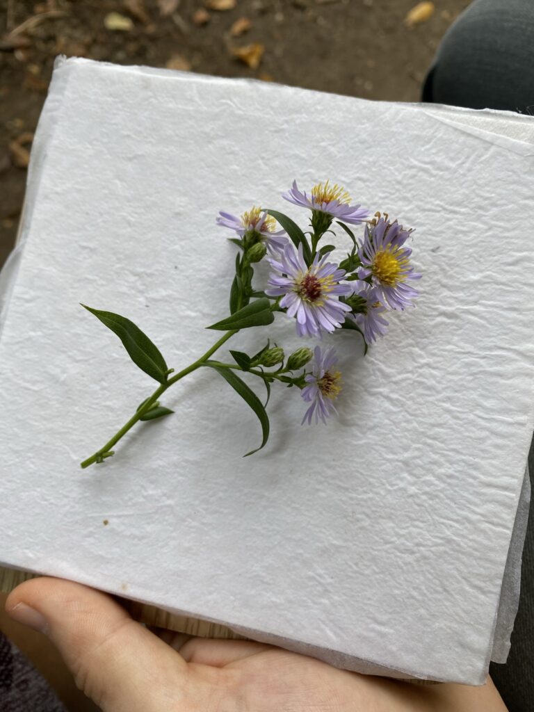 Un tablier pour nettoyer la nature 19 IMG 6428